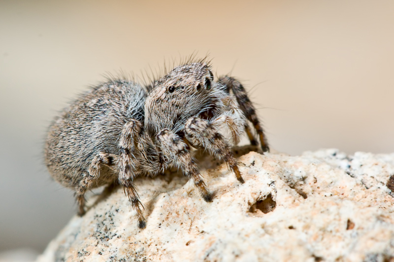 Aelurillus sp.